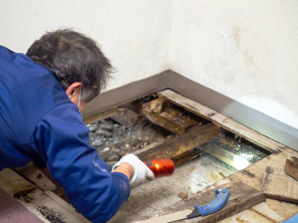 Best Certified Mold Removal  in Westvle, IL