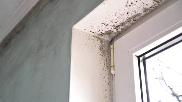 Best Mold Removal Process  in Westvle, IL