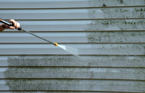 Mold Removal Process in Westville, IL