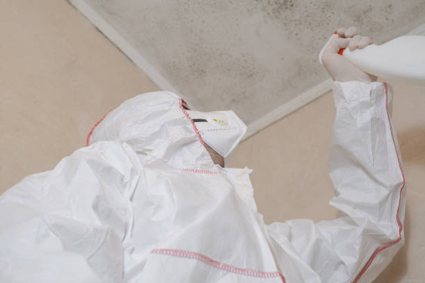  Westvle, IL Mold Removal Pros