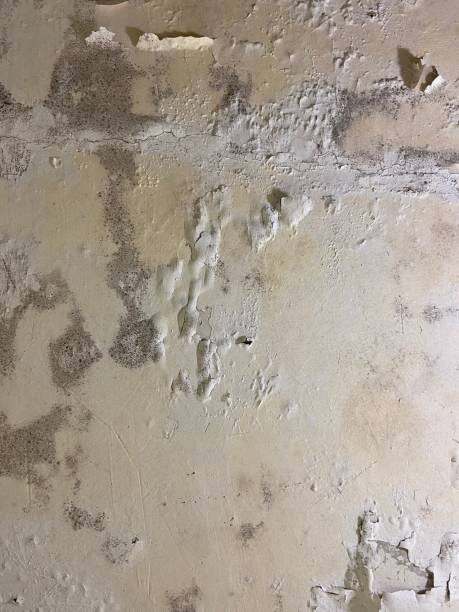 Best Mold Cleaning Services  in Westvle, IL