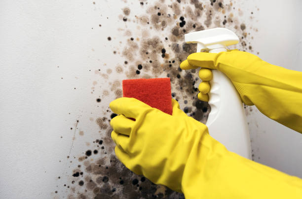Best Professional Mold Removal  in Westvle, IL