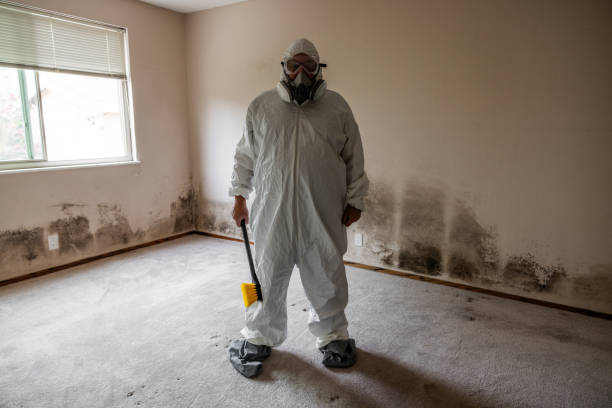 Best Toxic Mold Removal  in Westvle, IL