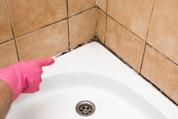 Best Crawl Space Mold Removal  in Westvle, IL